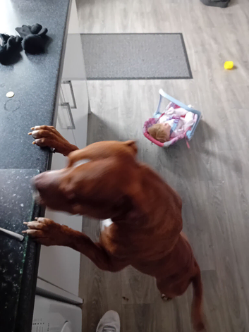 Stud rednose pitbull