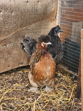 Three Satin Silkie Laying hens for sale