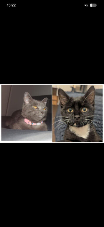 Bonded Pair MUST Stay Together - Luna & Simba - Indoor Cats - Derby
