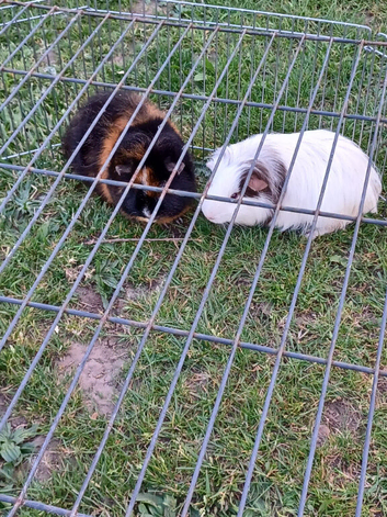 Guinea pigs for sale