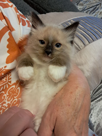 GCCF Ragdoll kittens