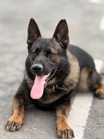 German Shepherd Stud | Kaiser | 5 Years Old