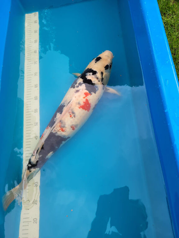 japanese showa koi 55cm
