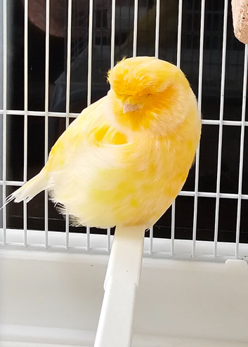 Norwich canaries