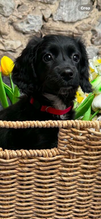 Adorable Sproodle Puppies