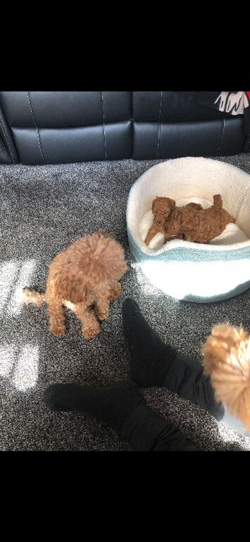 Stunning DEEP RED Toy Poodle puppies