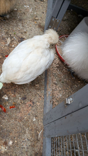 Polish mix pullet 8 weeks old