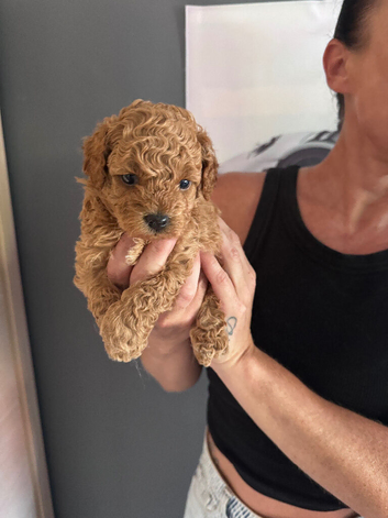 Maltipoo pups stunning colours