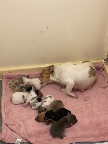 Jack Russell pup