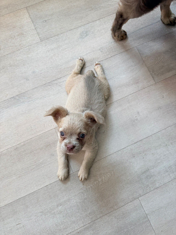 KC REG Fluffy frenchie bulldog puppy