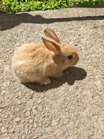 Mini rex babies