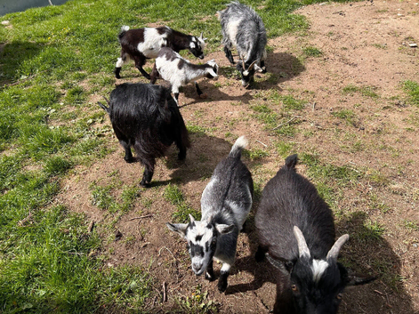 Pygmy goats looking for a new home