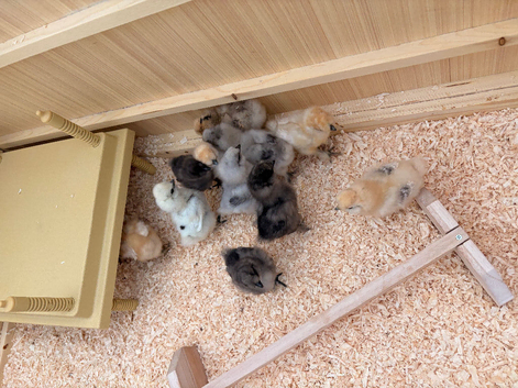 Silkie chicks