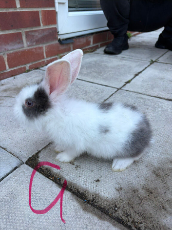 Baby lionhead