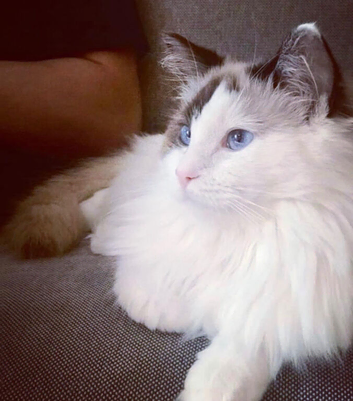 7 year old sweet Ragdoll