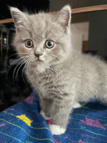 British Shortfur kittens 2 female & 4 male (sold 1 Boy)