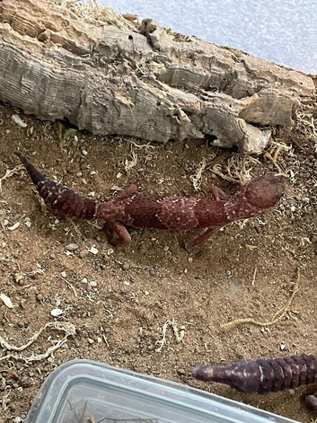 Fat tailed gecko group for sale