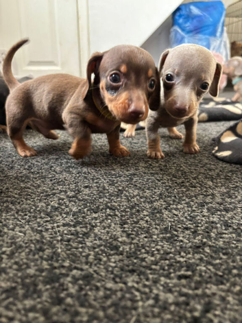 8 beautiful miniature daschshunds
