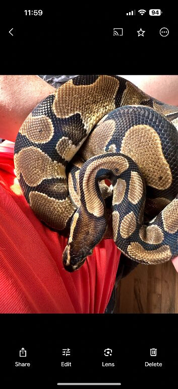 Royal python
