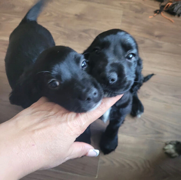 2 cocker spaniel puppies for sale!