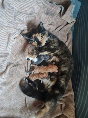 Lovely1 Ginger and white, and 1grey kitten for sale