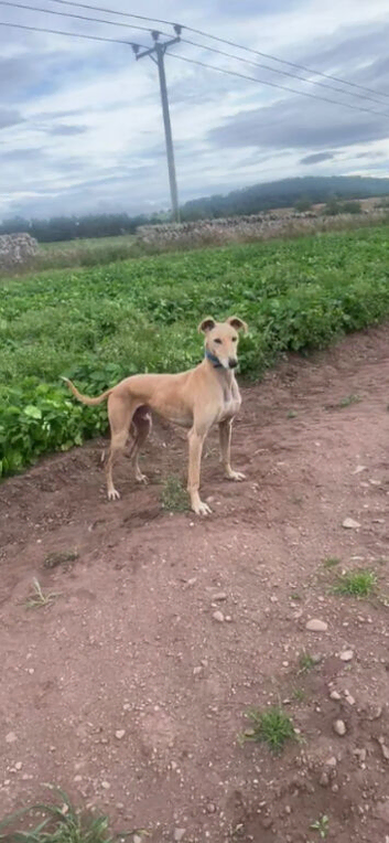 Lurcher