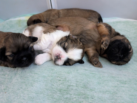 Beautiful shih tzu puppies 3 girls 2 boys