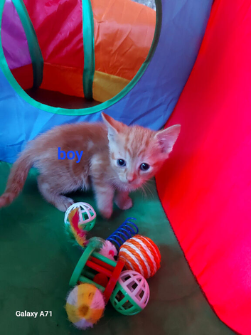 Kittens for sale