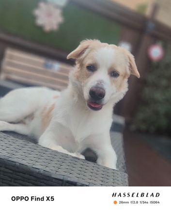 Teddy... 8month old...
