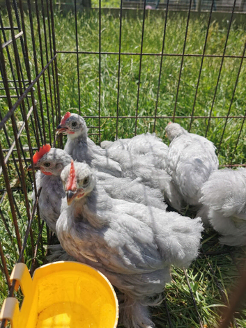 Lavender Pekin Bantam COCKEREL