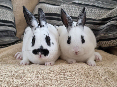 Mini rex bucks