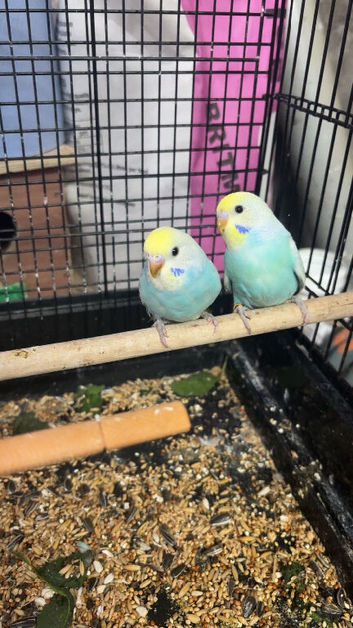 Baby budgies