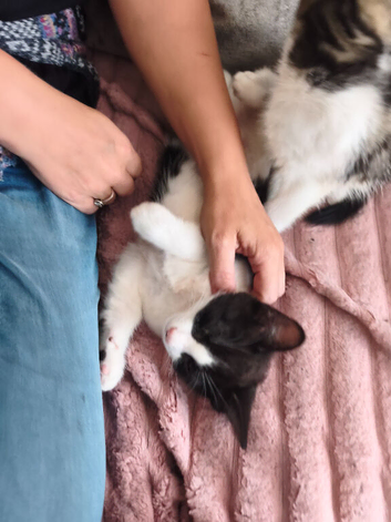 2 cute very friendly very playful kittens