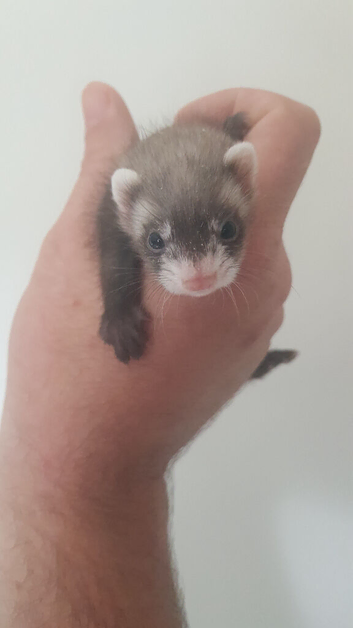 Micro hob
