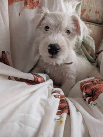 Terrier