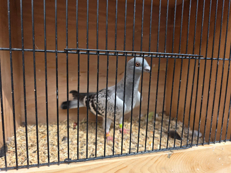 syrian pigeons 2026