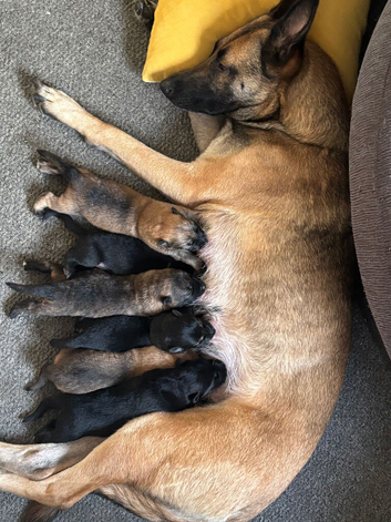 Belgian malinmoi  x Alsatian
