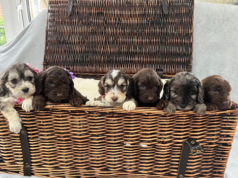 F1 Cockapoo Litter - 2 Girls & 4 Boys Available