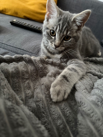 6 months old Taby and british short hair Beautiful