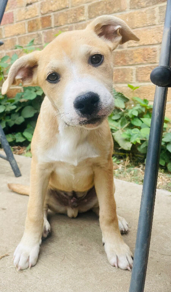 2BoyPupsLeft️