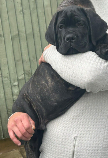 Full pedigree!!! Huge Cane Corso pups