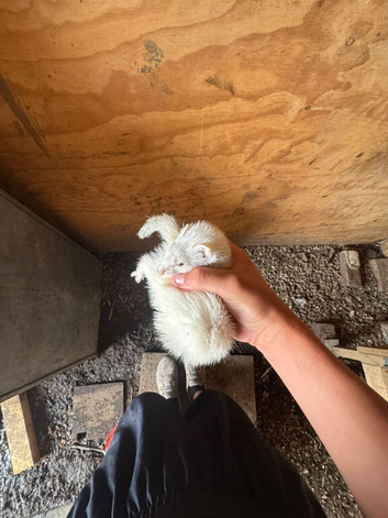 Micro Ferret
