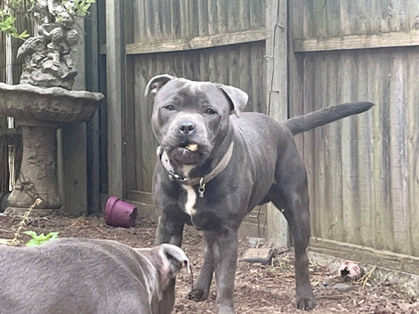 Staffordshire bull stud dogs