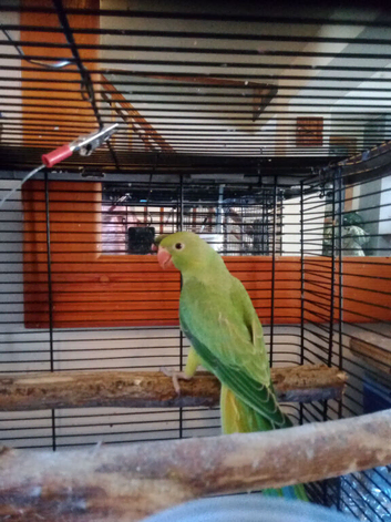 Ringneck babies