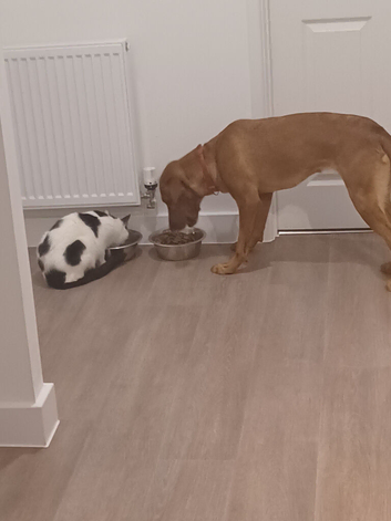 Fox red labrador 2 years old