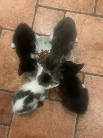 5 kittens left