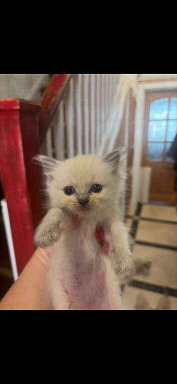 Reptile Kitten