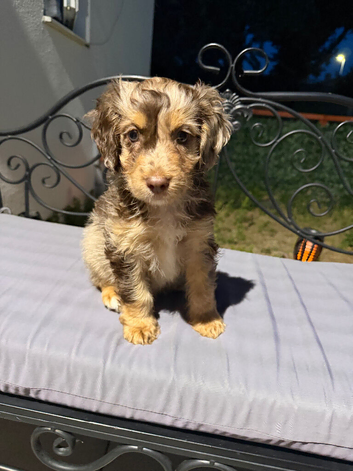 Cuban. 6 months old.