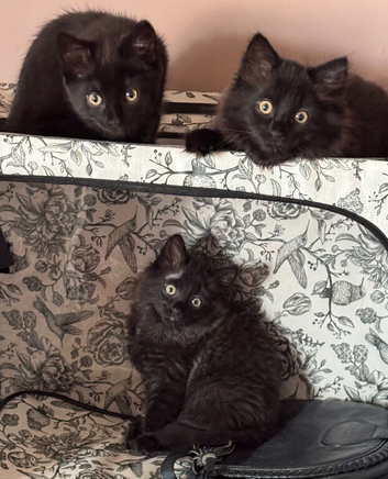Four beautiful black fluffy 9 week old babies