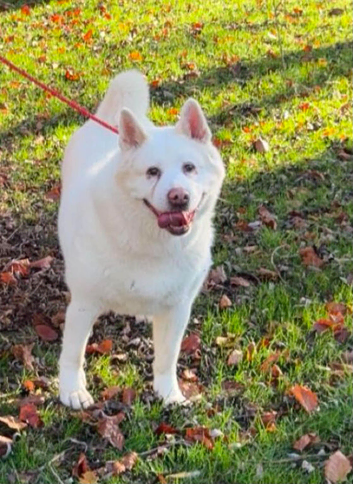 Female akita